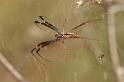 Tetragnatha_ZZ393_D4205_Z_82_Alexandra hills Brisbane_Australie
